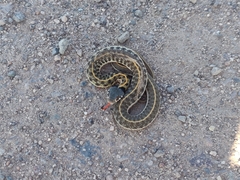 Thamnophis cyrtopsis