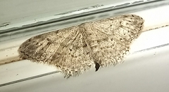 Idaea seriata