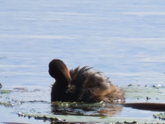 Tachybaptus ruficollis capensis