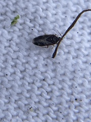 Anthocoridae
