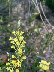 Struthiola ciliata