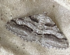 Digrammia continuata