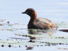 Tachybaptus ruficollis capensis