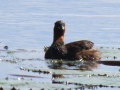 Tachybaptus ruficollis capensis