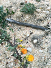 Hermannia althaeifolia