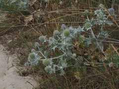 Eryngium maritimum