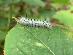 Lophocampa caryae