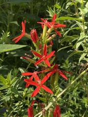 Silene regia