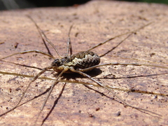 Mitopus morio