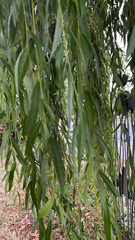 Salix babylonica