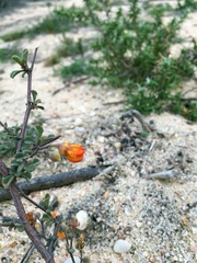 Hermannia althaeifolia