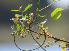 Phyllanthus reticulatus reticulatus