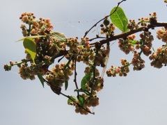 Phyllanthus reticulatus reticulatus