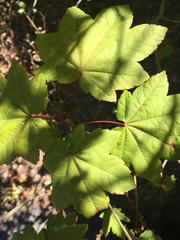 Acer