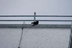 Pyrrhocorax graculus