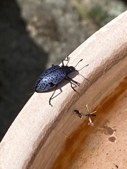Cypherotylus californicus