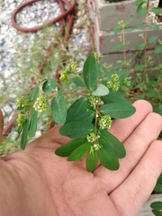 Euphorbia hypericifolia