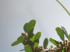 Phyllanthus reticulatus reticulatus