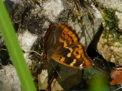 Apatura ilia
