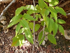 Ungnadia speciosa