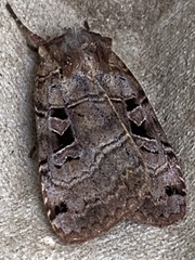 Xestia normanianus