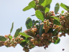Phyllanthus reticulatus reticulatus