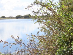 Phyllanthus reticulatus reticulatus