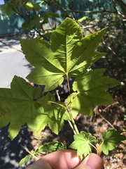Acer