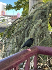 Euphagus cyanocephalus