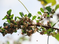 Phyllanthus reticulatus reticulatus