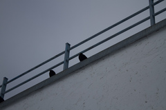 Pyrrhocorax graculus