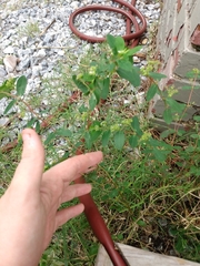Euphorbia hypericifolia