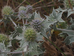 Eryngium maritimum