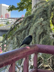 Euphagus cyanocephalus