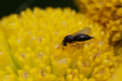 Eulophidae