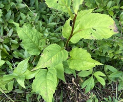 Solidago macrophylla