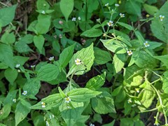 Galinsoga quadriradiata