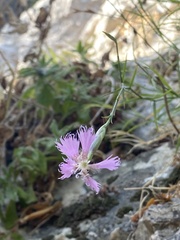 Dianthus pendulus