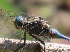 Orthetrum