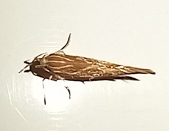 Pyroderces argyrogrammos