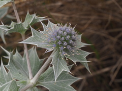 Eryngium maritimum