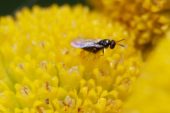 Eulophidae