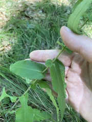 Symphyotrichum undulatum