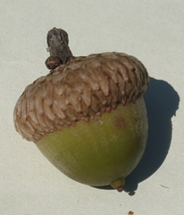 Amphibolips quercusjuglans