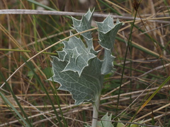 Eryngium maritimum