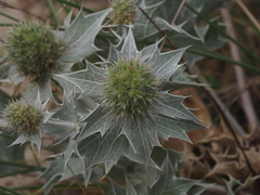 Eryngium maritimum