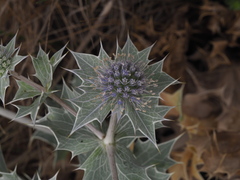 Eryngium maritimum