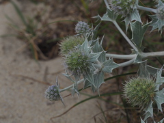 Eryngium maritimum