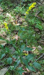 Solidago juncea
