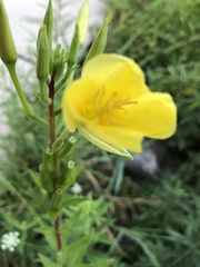 Oenothera